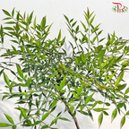 Nandina Domestica 1MOH《南天竹》