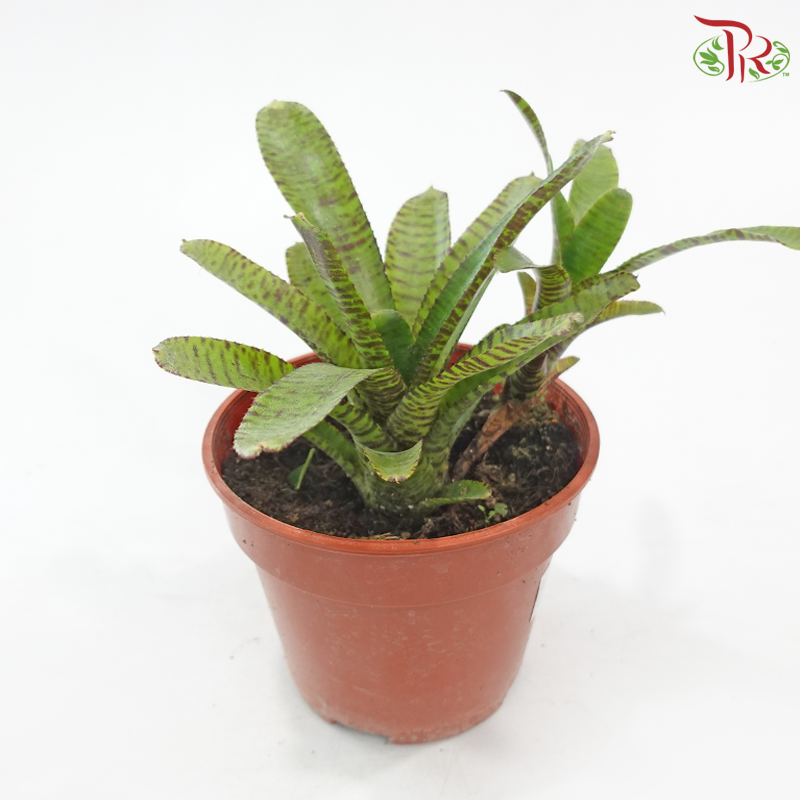 Neoregelia Bromeliad P150《五彩风梨》（With Color Options)