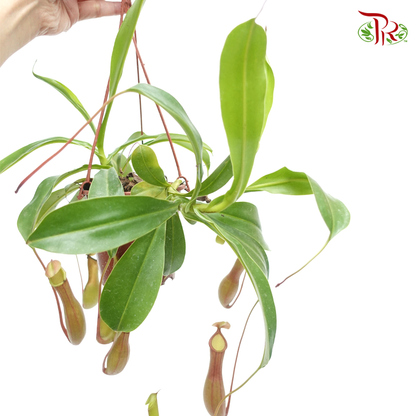Nepenthes 《猪笼草》 - Pudu Ria Florist