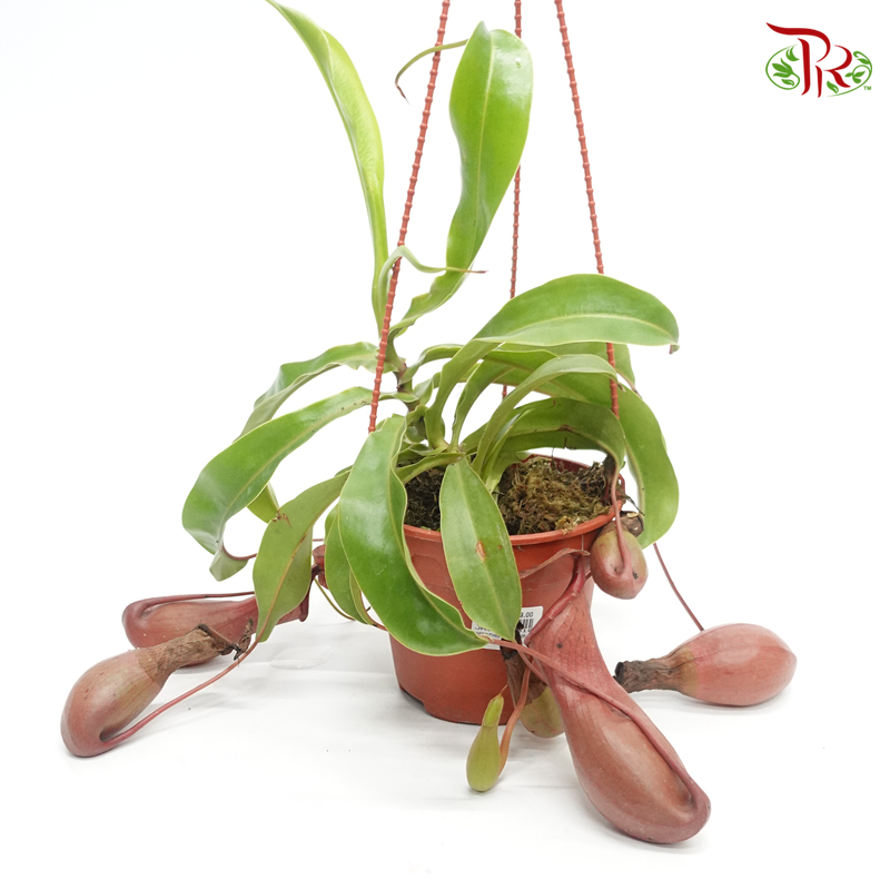 Nepenthes Alata 《翼状猪笼草》 - Pudu Ria Florist
