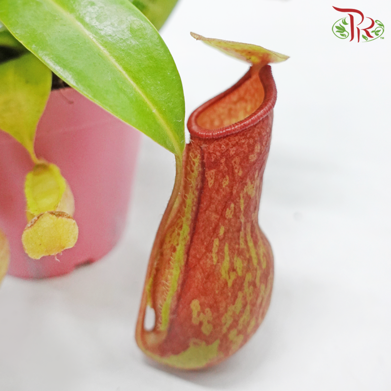 Nepenthes Gaya《蓋亞豬籠草》 - Pudu Ria Florist