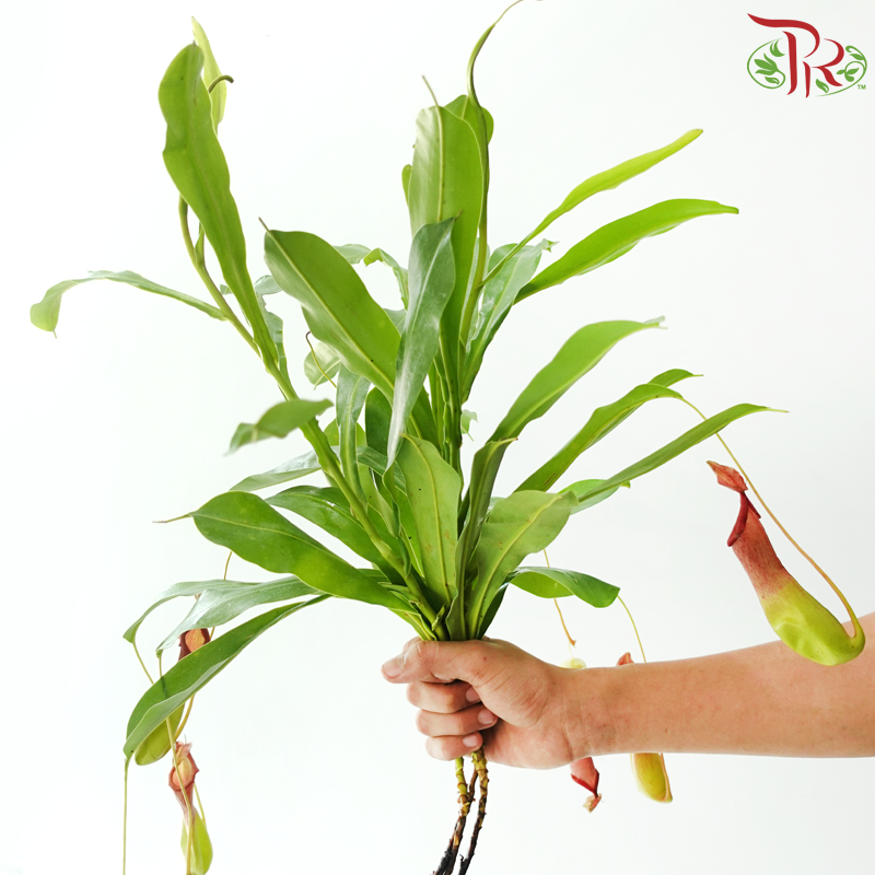 Nepenthes (Monkey Cup) - (Per Bunch)