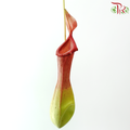 Nepenthes (Monkey Cup) - (Per Bunch)