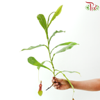 Nepenthes (Monkey Cup) - (Per Bunch)