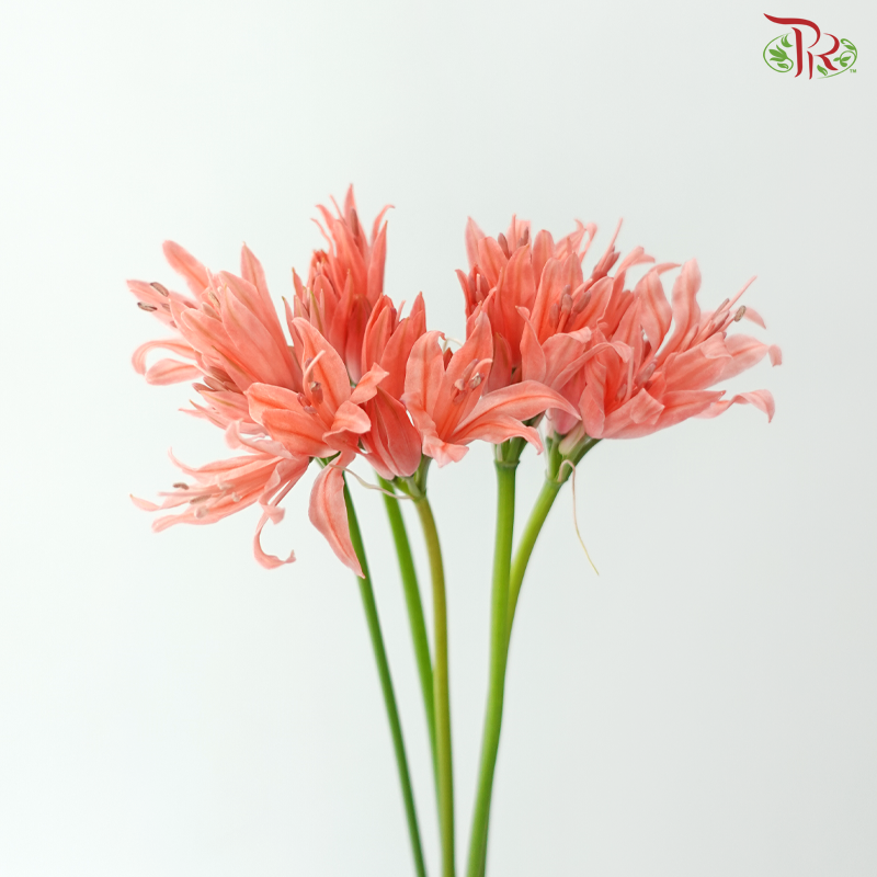 Nerine - Salmon (5 Stems)