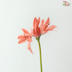 Nerine - Salmon (5 Stems)
