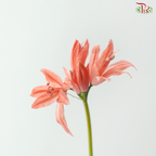 Nerine - Salmon (5 Stems)