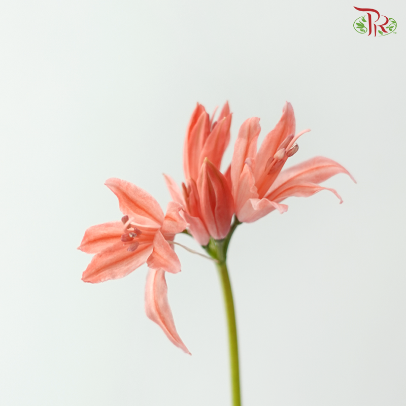 Nerine - Salmon (5 Stems)