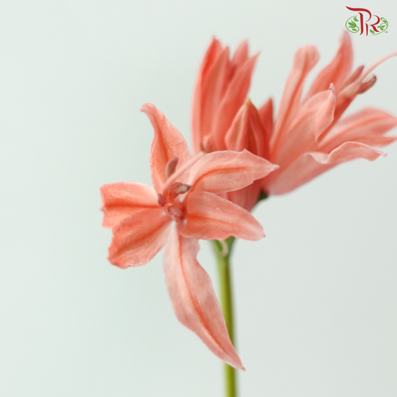 Nerine - Salmon (5 Stems)