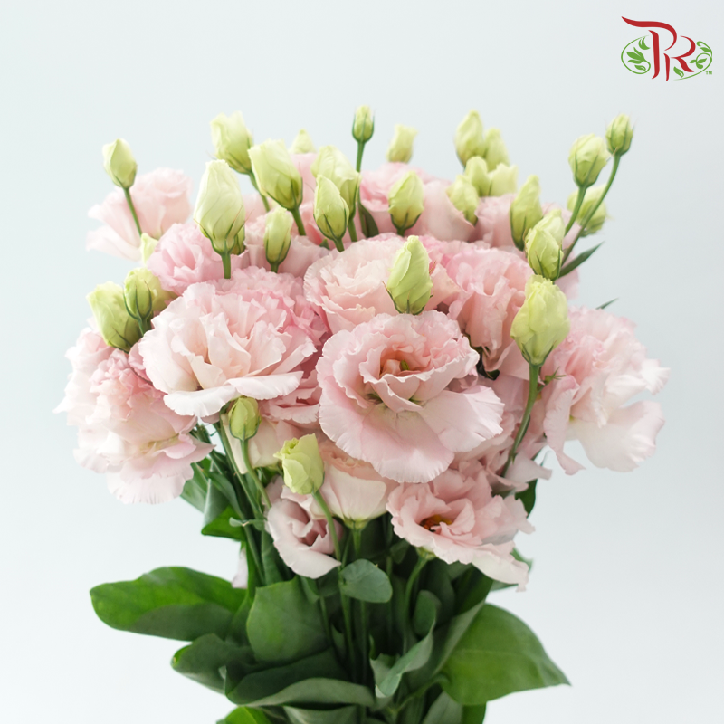 Eustoma Nessen - Wave Light Pink (500-600 Gram)