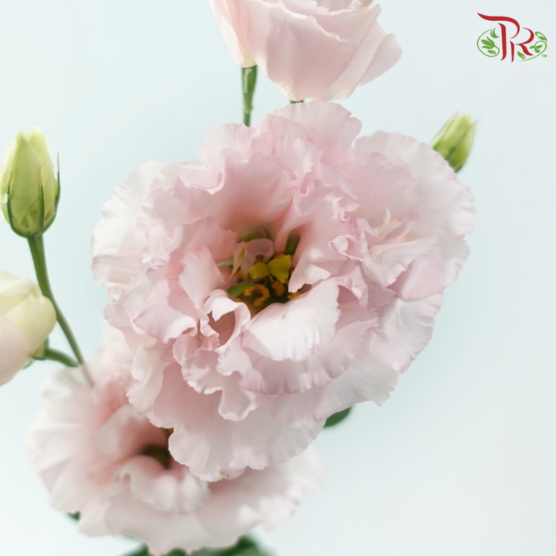 Eustoma Nessen - Wave Light Pink (500-600 Gram)