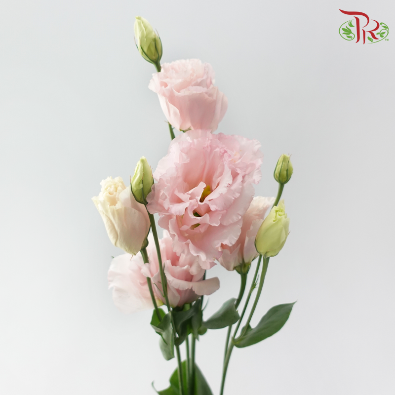 Eustoma Nessen - Wave Light Pink (500-600 Gram)