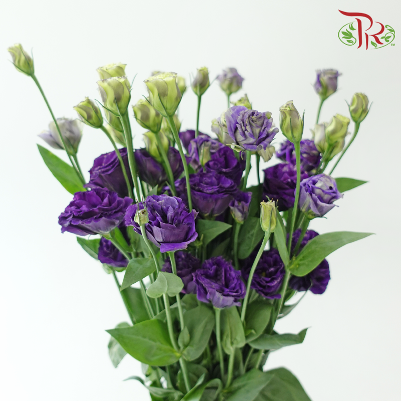 Eustoma Nessen - Dark Purple (500-600 Gram)