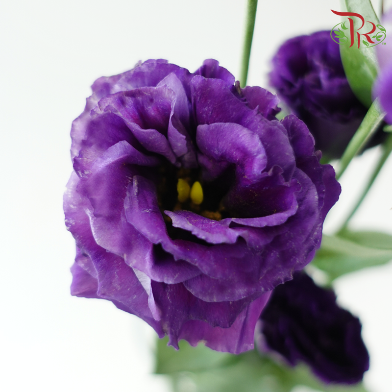 Eustoma Nessen - Dark Purple (500-600 Gram)