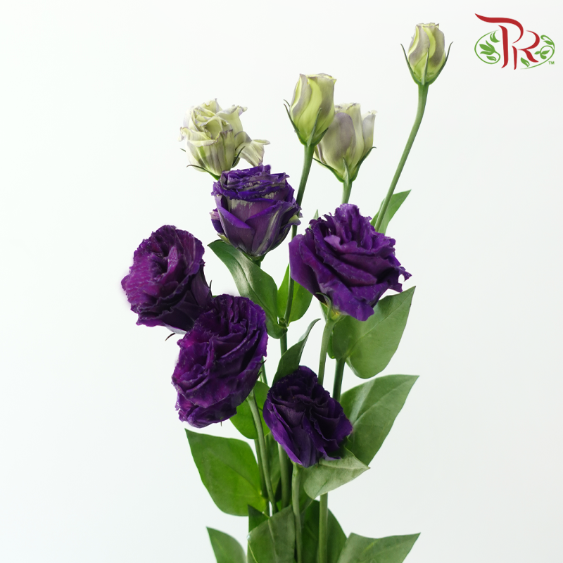 Eustoma Nessen - Dark Purple (500-600 Gram)