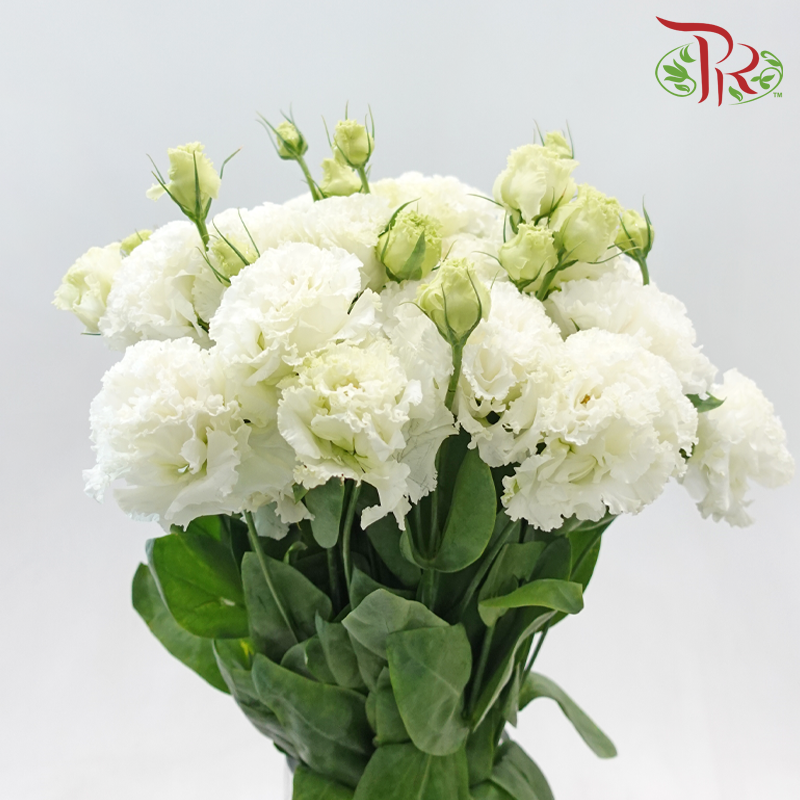 Eustoma Nessen - Wave White (Per Bunch)