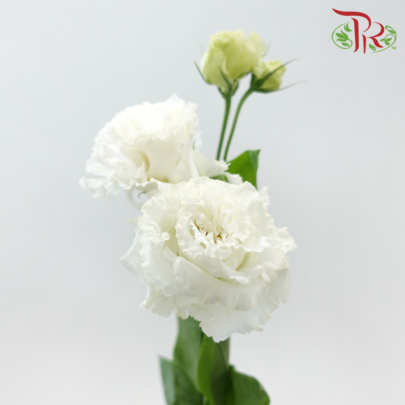 Eustoma Nessen - Wave White (Per Bunch)