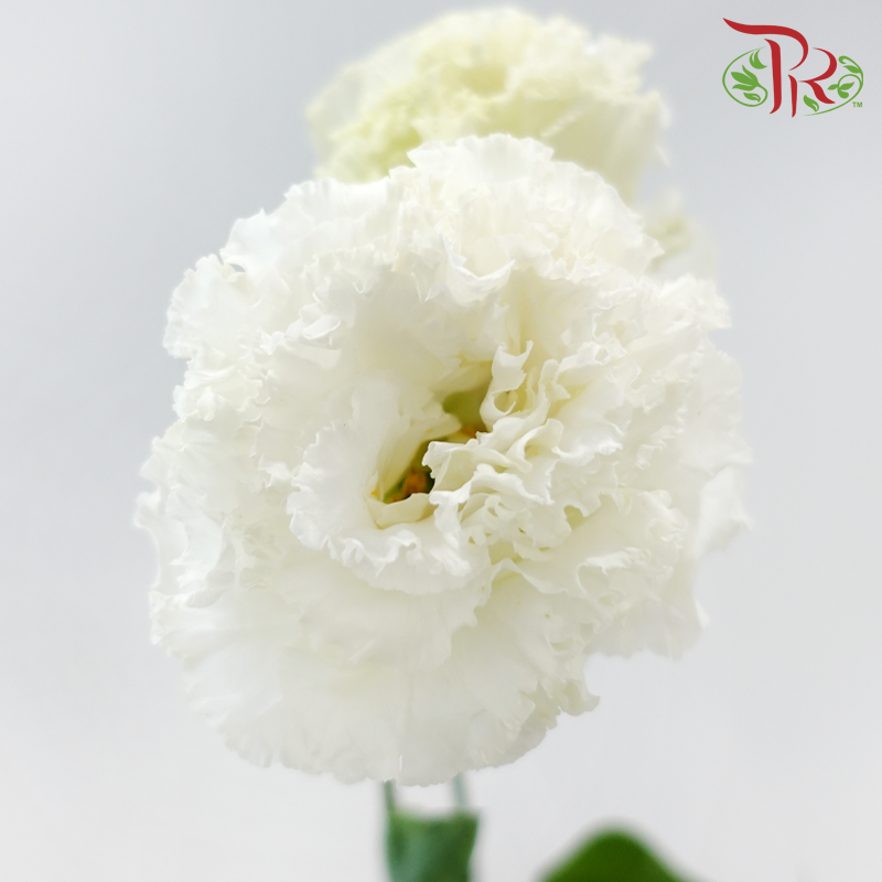 Eustoma Nessen - Wave White (Per Bunch)