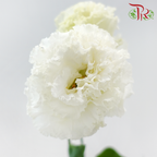 Eustoma Nessen - Wave White (Per Bunch)