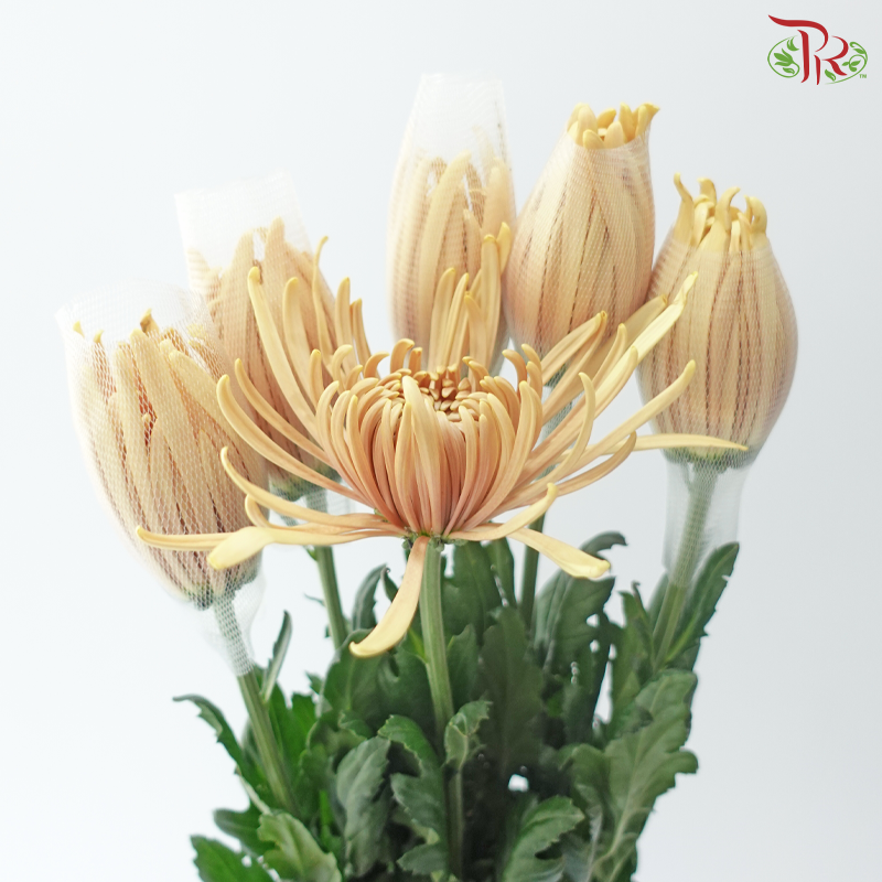 Anastasia / Net Mum Chrysanthemum - Salmon (6 Stems)