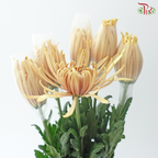 Anastasia / Net Mum Chrysanthemum - Salmon (6 Stems)