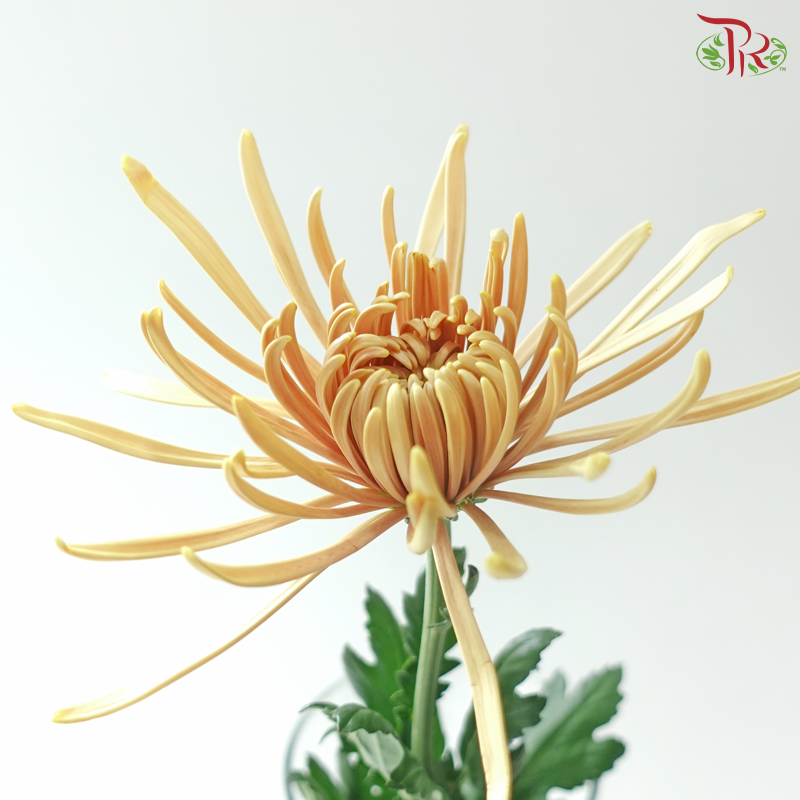 Anastasia / Net Mum Chrysanthemum - Salmon (6 Stems)