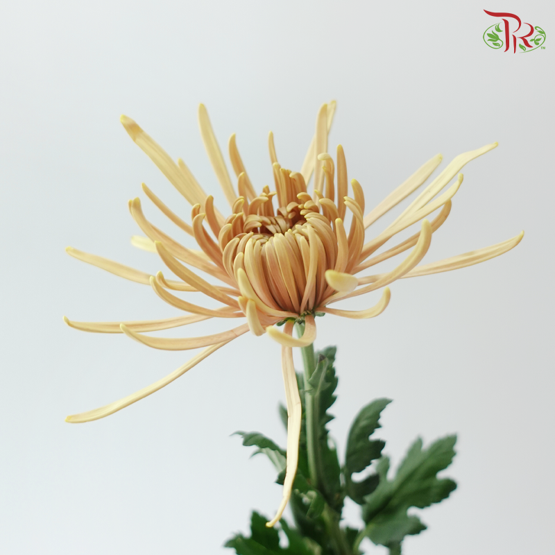Anastasia / Net Mum Chrysanthemum - Salmon (6 Stems)