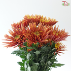 Net Mum Chrysanthemum - Orange (10 Stems)