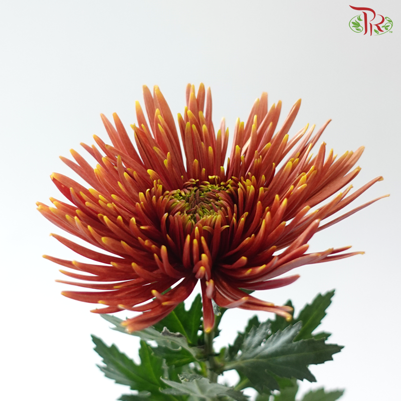 Net Mum Chrysanthemum - Orange (10 Stems)
