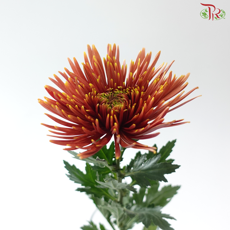 Net Mum Chrysanthemum - Orange (10 Stems)