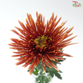 Net Mum Chrysanthemum - Orange (10 Stems)