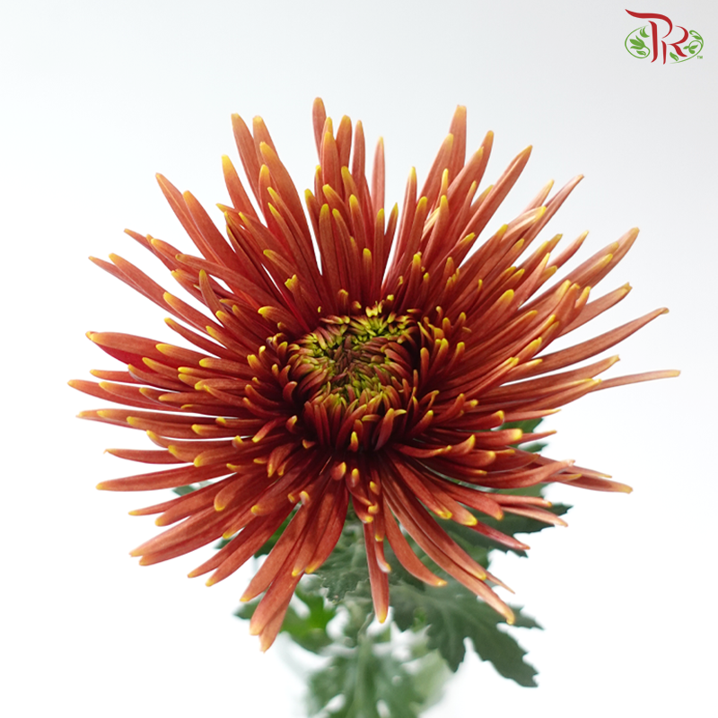 Net Mum Chrysanthemum - Orange (10 Stems)
