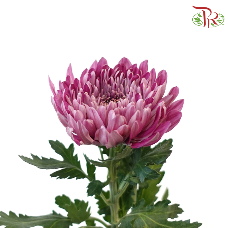 Anastasia / Net Mum Chrysanthemum Big - Mauve Whisper (5-6 Stems)