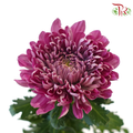 Anastasia / Net Mum Chrysanthemum Big - Mauve Whisper (5-6 Stems)