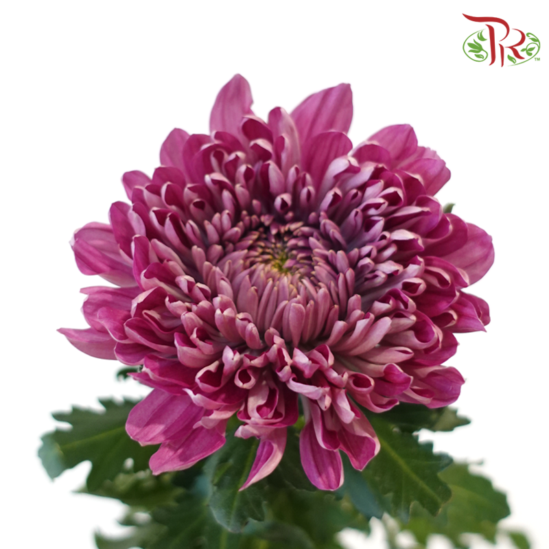 Anastasia / Net Mum Chrysanthemum Big - Mauve Whisper (5-6 Stems)