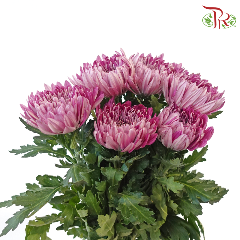 Anastasia / Net Mum Chrysanthemum Big - Mauve Whisper (5-6 Stems)