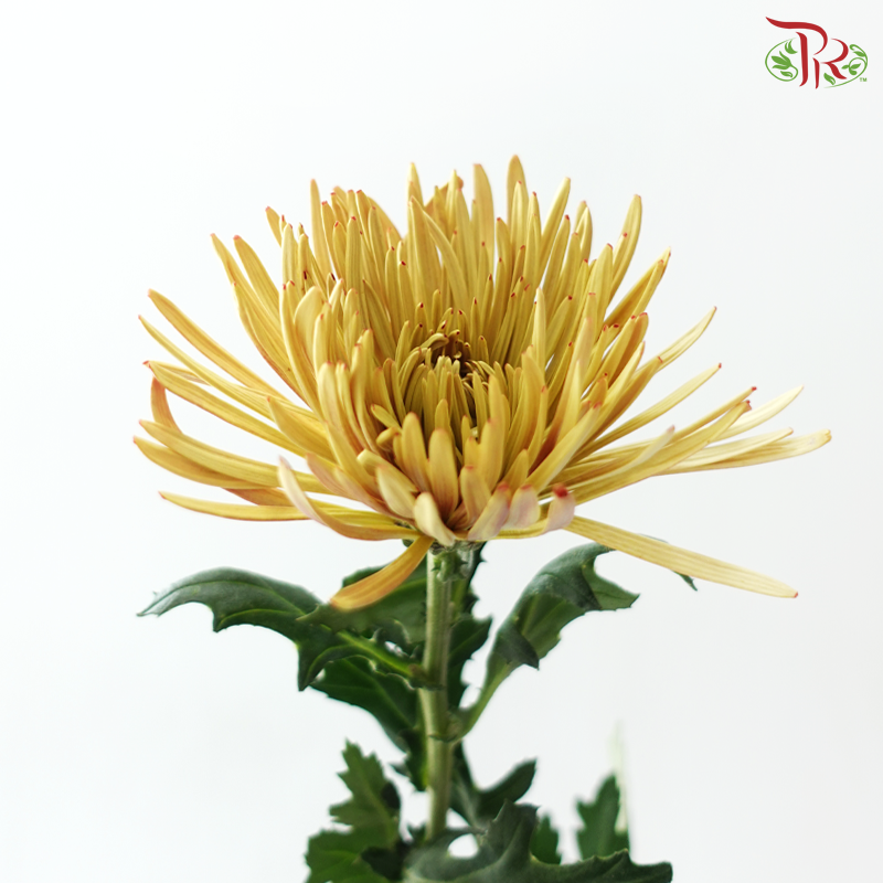 Anastasia / Net Mum Chrysanthemum - Tea Brown (12 Stems)