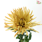 Anastasia / Net Mum Chrysanthemum - Tea Brown (12 Stems)