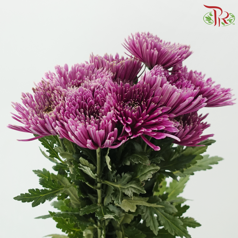 Anastasia / Net Mum Chrysanthemum - Plum Purple (12 Stems)