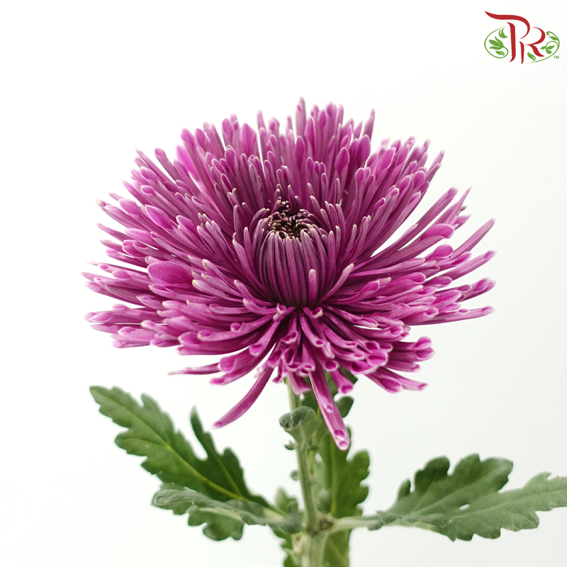 Anastasia / Net Mum Chrysanthemum - Plum Purple (12 Stems)