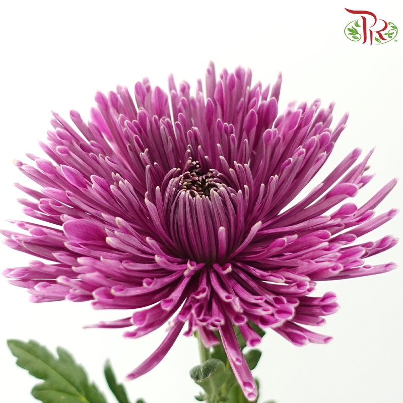 Anastasia / Net Mum Chrysanthemum - Plum Purple (12 Stems)