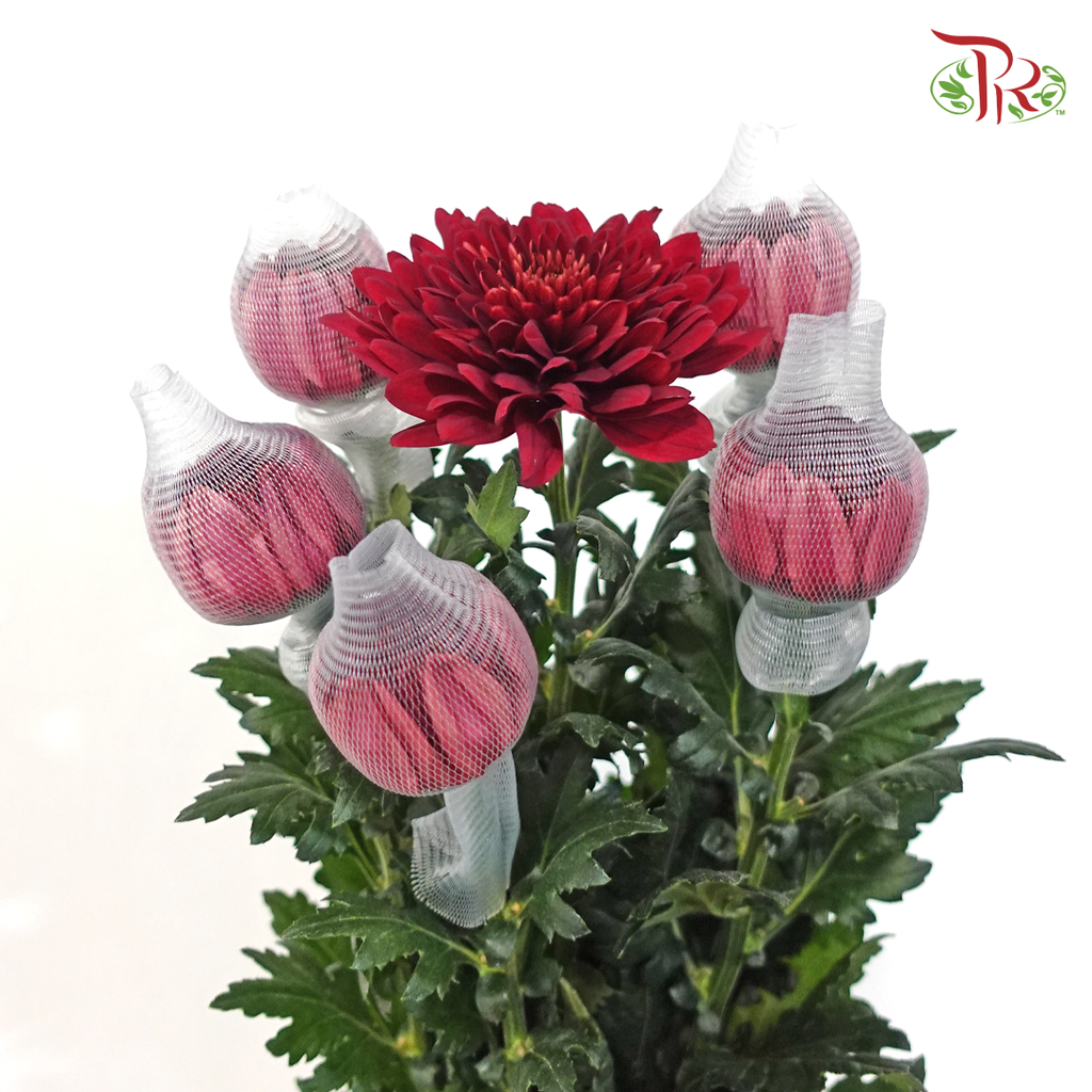 Anastasia / Net Mum Chrysanthemum Big - Dark Red (5-6 Stems)