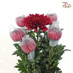 Anastasia / Net Mum Chrysanthemum Big - Dark Red (5-6 Stems)