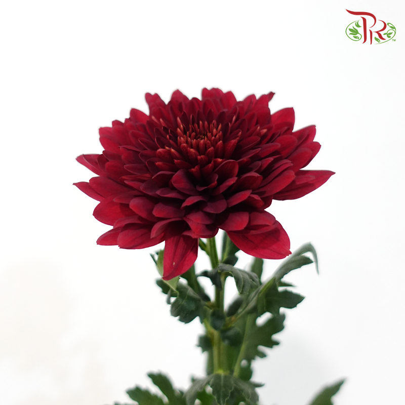Anastasia / Net Mum Chrysanthemum Big - Dark Red (5-6 Stems)