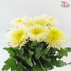 Anastasia / Net Mum Chrysanthemum - Light Yellow With Green Heart (12 Stems)