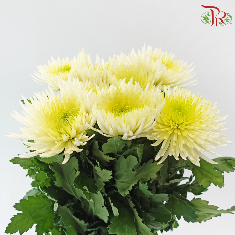 Anastasia / Net Mum Chrysanthemum - Light Yellow With Green Heart (12 Stems)