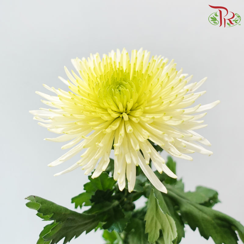 Anastasia / Net Mum Chrysanthemum - Light Yellow With Green Heart (12 Stems)