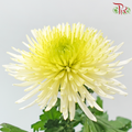 Anastasia / Net Mum Chrysanthemum - Light Yellow With Green Heart (12 Stems)