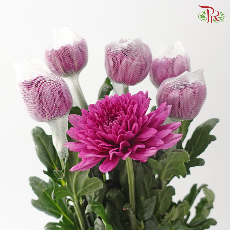 Anastasia / Net Mum Chrysanthemum - Mulberry (5-6 Stems)