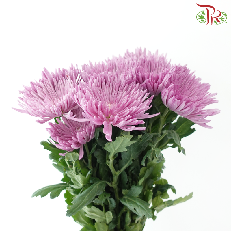 Anastasia / Net Mum Chrysanthemum - Purple (12 Stems)